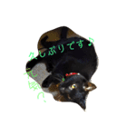 クロちゃま～（個別スタンプ：5）