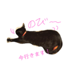 クロちゃま～（個別スタンプ：20）