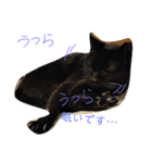 クロちゃま～（個別スタンプ：25）