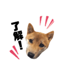 豆柴きなこ（毎日使う言葉）（個別スタンプ：3）