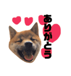 豆柴きなこ（毎日使う言葉）（個別スタンプ：4）