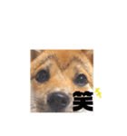 豆柴きなこ（毎日使う言葉）（個別スタンプ：5）