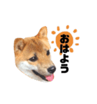 豆柴きなこ（毎日使う言葉）（個別スタンプ：7）