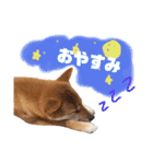 豆柴きなこ（毎日使う言葉）（個別スタンプ：10）