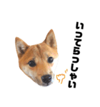 豆柴きなこ（毎日使う言葉）（個別スタンプ：13）