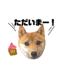 豆柴きなこ（毎日使う言葉）（個別スタンプ：14）