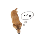 豆柴きなこ（毎日使う言葉）（個別スタンプ：17）