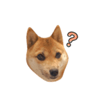 豆柴きなこ（毎日使う言葉）（個別スタンプ：19）