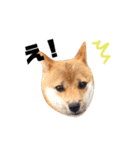 豆柴きなこ（毎日使う言葉）（個別スタンプ：20）