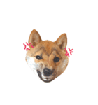 豆柴きなこ（毎日使う言葉）（個別スタンプ：21）