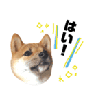 豆柴きなこ（毎日使う言葉）（個別スタンプ：22）