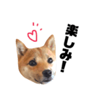 豆柴きなこ（毎日使う言葉）（個別スタンプ：25）