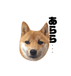 豆柴きなこ（毎日使う言葉）（個別スタンプ：27）