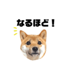 豆柴きなこ（毎日使う言葉）（個別スタンプ：31）