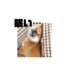 豆柴きなこ（毎日使う言葉）（個別スタンプ：35）