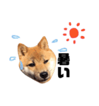 豆柴きなこ（毎日使う言葉）（個別スタンプ：36）