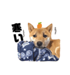 豆柴きなこ（毎日使う言葉）（個別スタンプ：37）