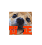 豆柴きなこ（毎日使う言葉）（個別スタンプ：40）