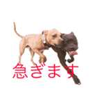 バルコナLIFE会話編（個別スタンプ：1）