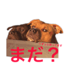 バルコナLIFE会話編（個別スタンプ：3）