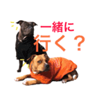 バルコナLIFE会話編（個別スタンプ：4）