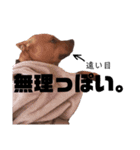 バルコナLIFE会話編（個別スタンプ：10）