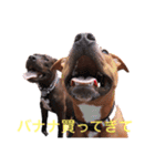 バルコナLIFE会話編（個別スタンプ：11）