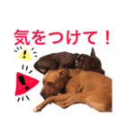 バルコナLIFE会話編（個別スタンプ：17）