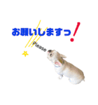 フレンチブルドッグ 5（個別スタンプ：7）