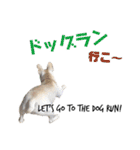 フレンチブルドッグ 5（個別スタンプ：8）