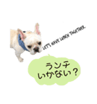 フレンチブルドッグ 5（個別スタンプ：9）