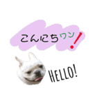 フレンチブルドッグ 5（個別スタンプ：13）