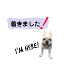 フレンチブルドッグ 5（個別スタンプ：22）