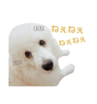 もあろわちったんぷ。（個別スタンプ：12）