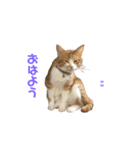 プーぞう（個別スタンプ：1）