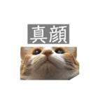プーぞう（個別スタンプ：4）