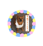 ここあ日和（個別スタンプ：4）