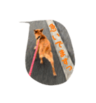 ここあ日和（個別スタンプ：5）