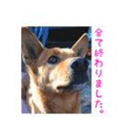 ここあ日和（個別スタンプ：6）