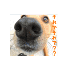 ここあ日和（個別スタンプ：12）