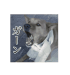 ここあ日和（個別スタンプ：15）