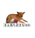 ここあ日和（個別スタンプ：16）