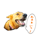 ここあ日和（個別スタンプ：20）