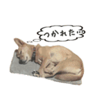 ここあ日和（個別スタンプ：21）