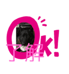 いぬのコタ（個別スタンプ：5）