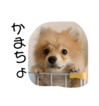 ぽめらにあん②（個別スタンプ：40）