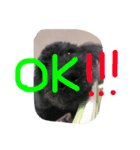 RikiReo（個別スタンプ：6）