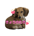 むぎのいる生活（個別スタンプ：5）