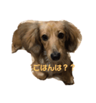 むぎのいる生活（個別スタンプ：6）
