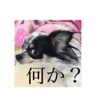 愛犬ランちゃん ココロのスタンプ（個別スタンプ：2）